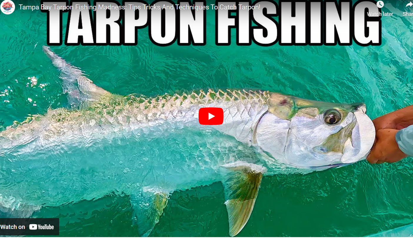 Tarpon fishing in FL