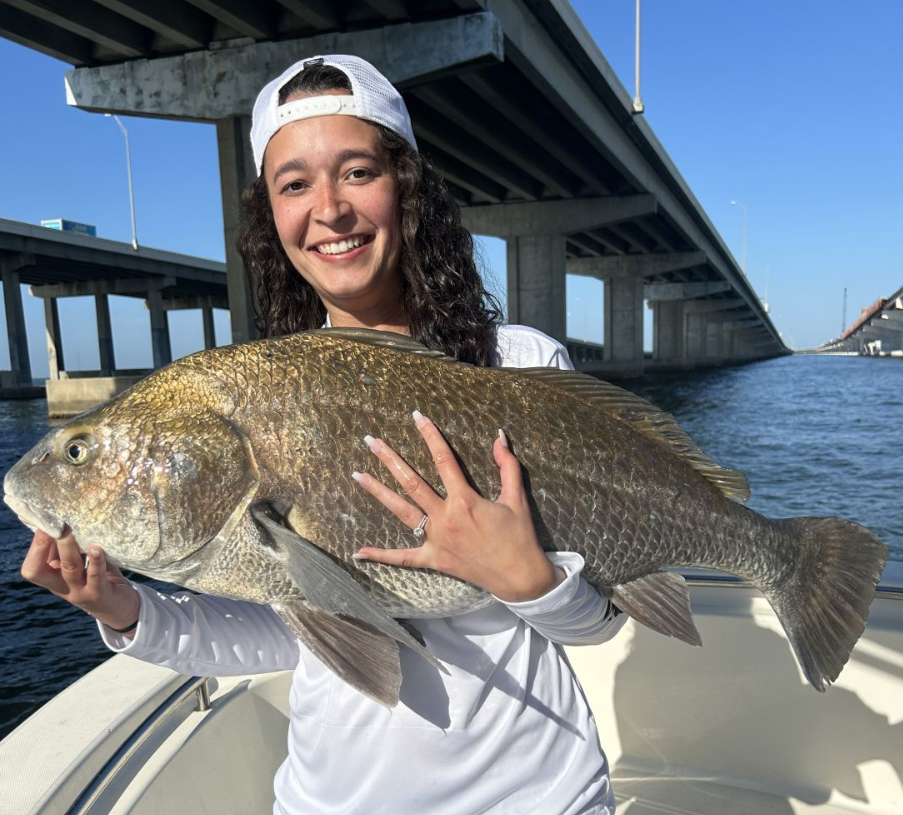 Angler holding a black drum fish in Clearwater