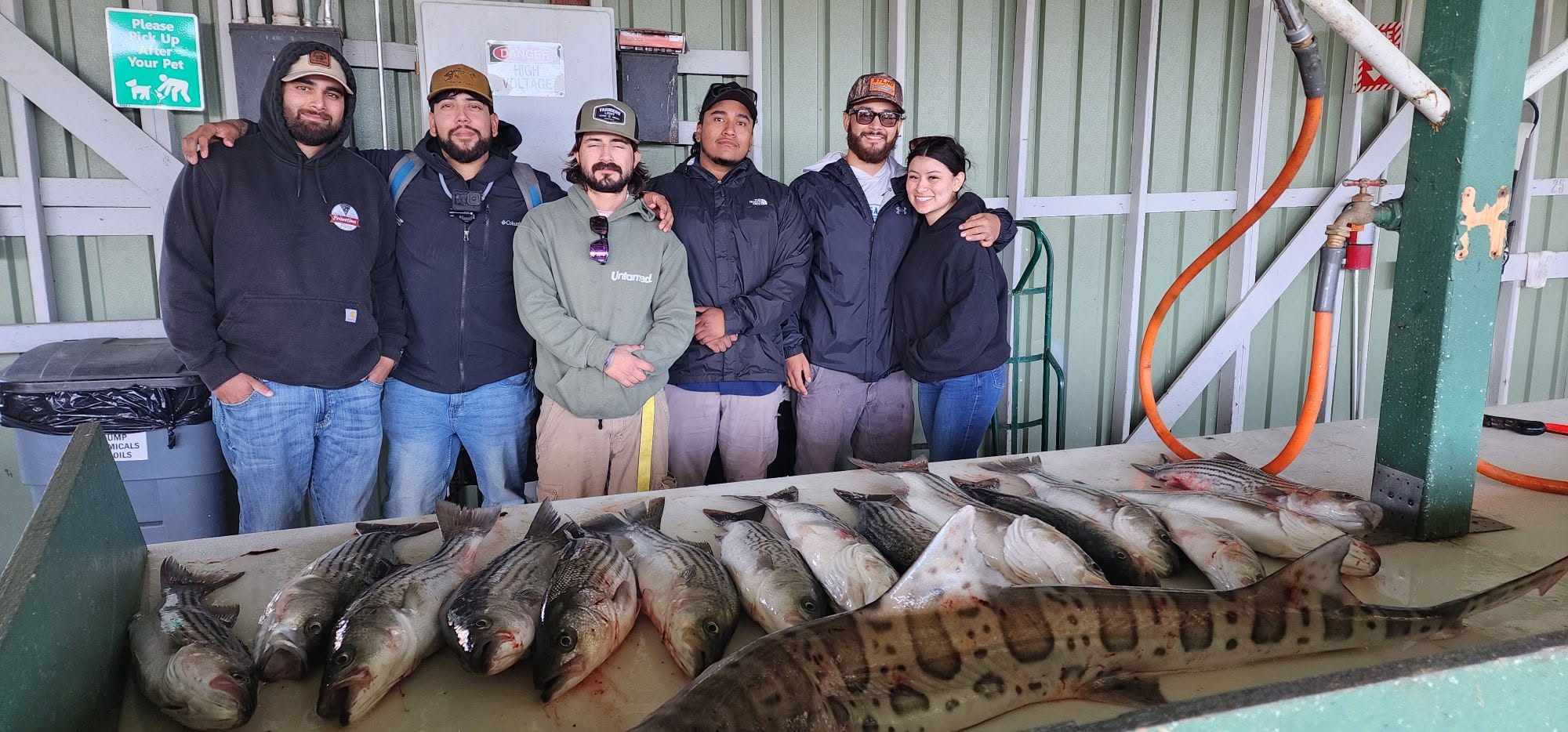 Fresh caught leopard shark and striped bass displayed at Richmond CA fish cleaning station