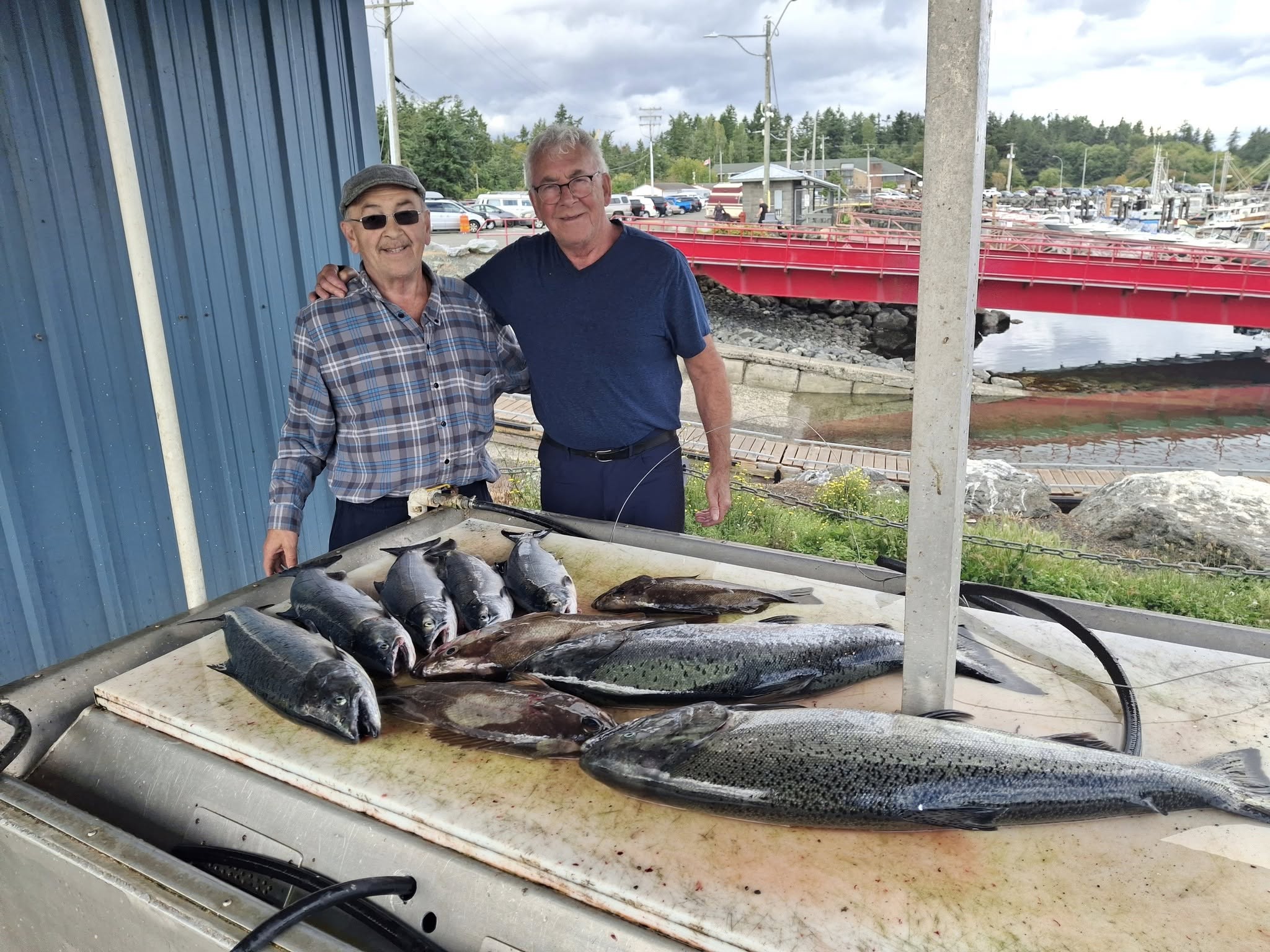 Fresh caught Chinook salmon displayed on cleaning station at Nanaimo BC marina