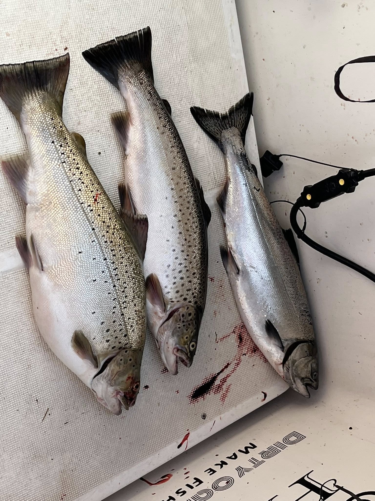 Three fresh caught salmon laid out on white cloth in Mexico NY