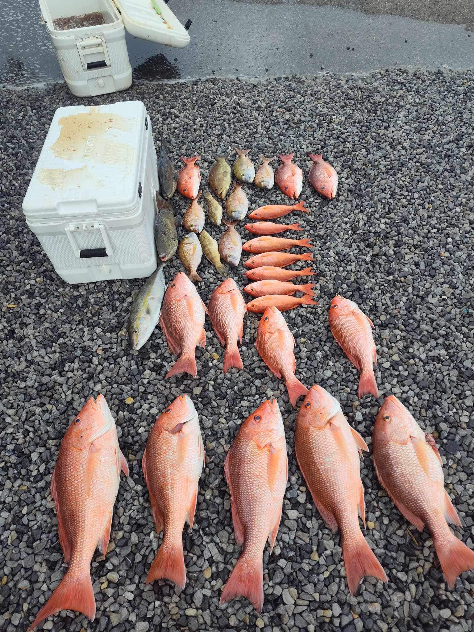 Fresh caught red snapper fish arranged on gravel surface with white coolers after successful fishing trip
