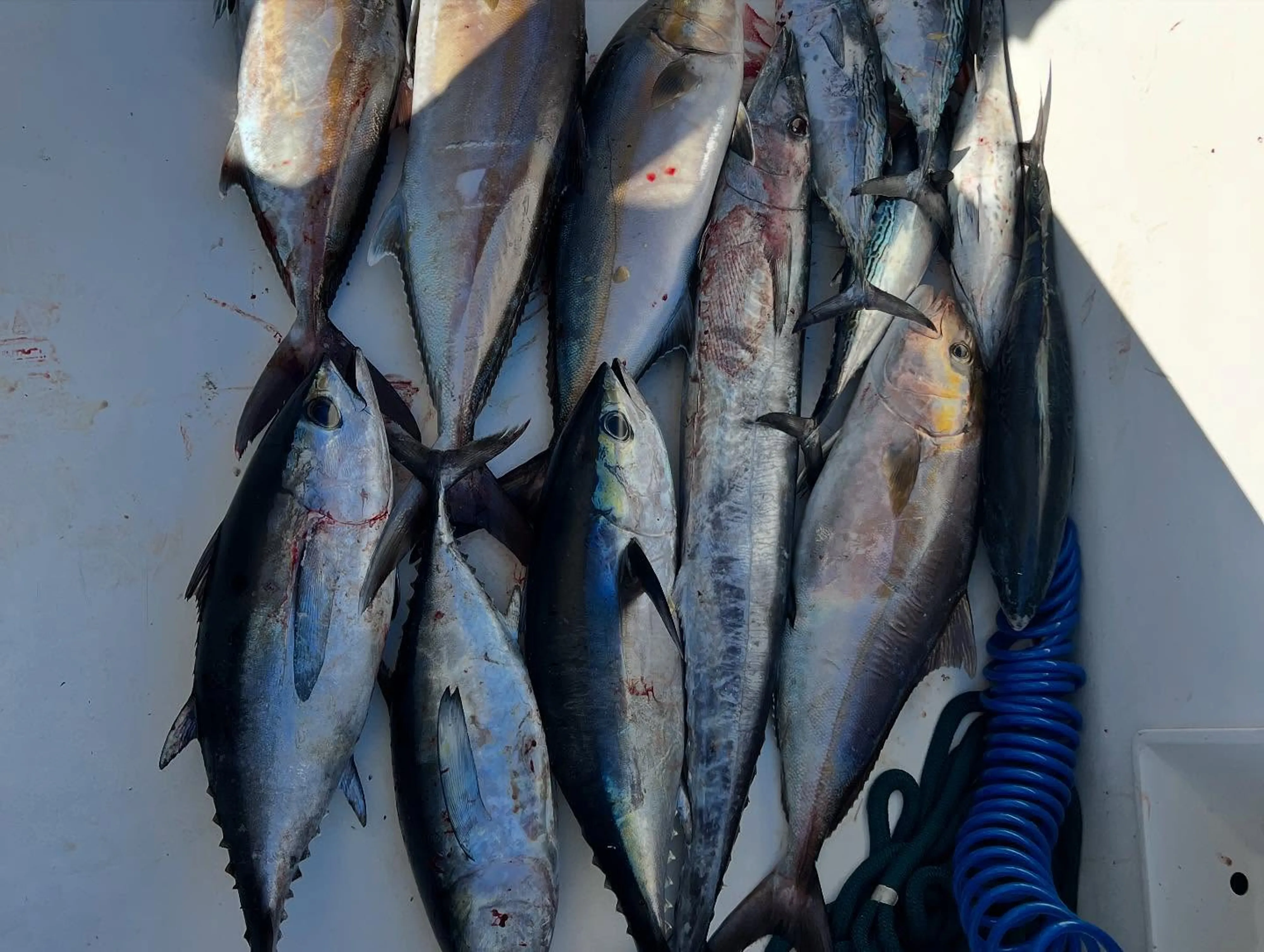 6 blackfin tuna and king mackerel caught in Charleston, South Carolina