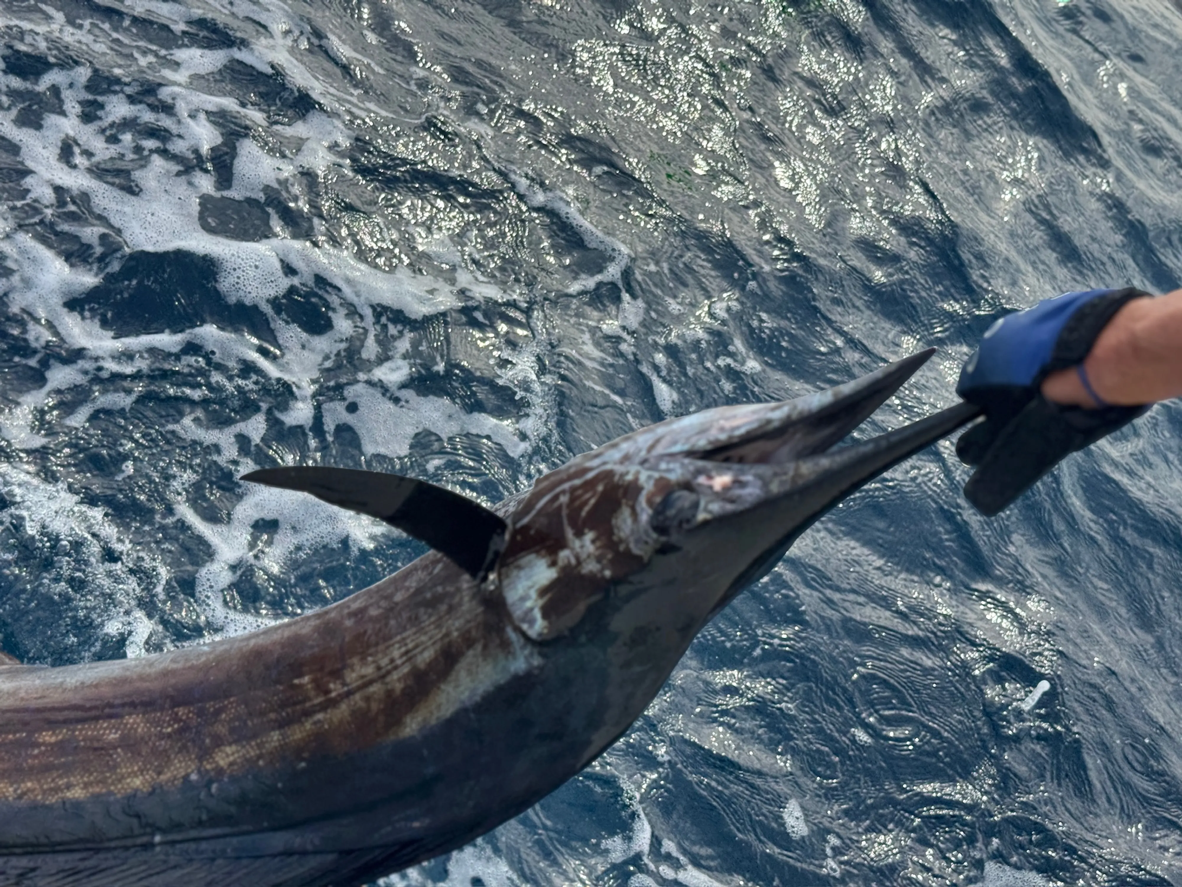 One fish caught during a cruises and fishing trip in Charleston