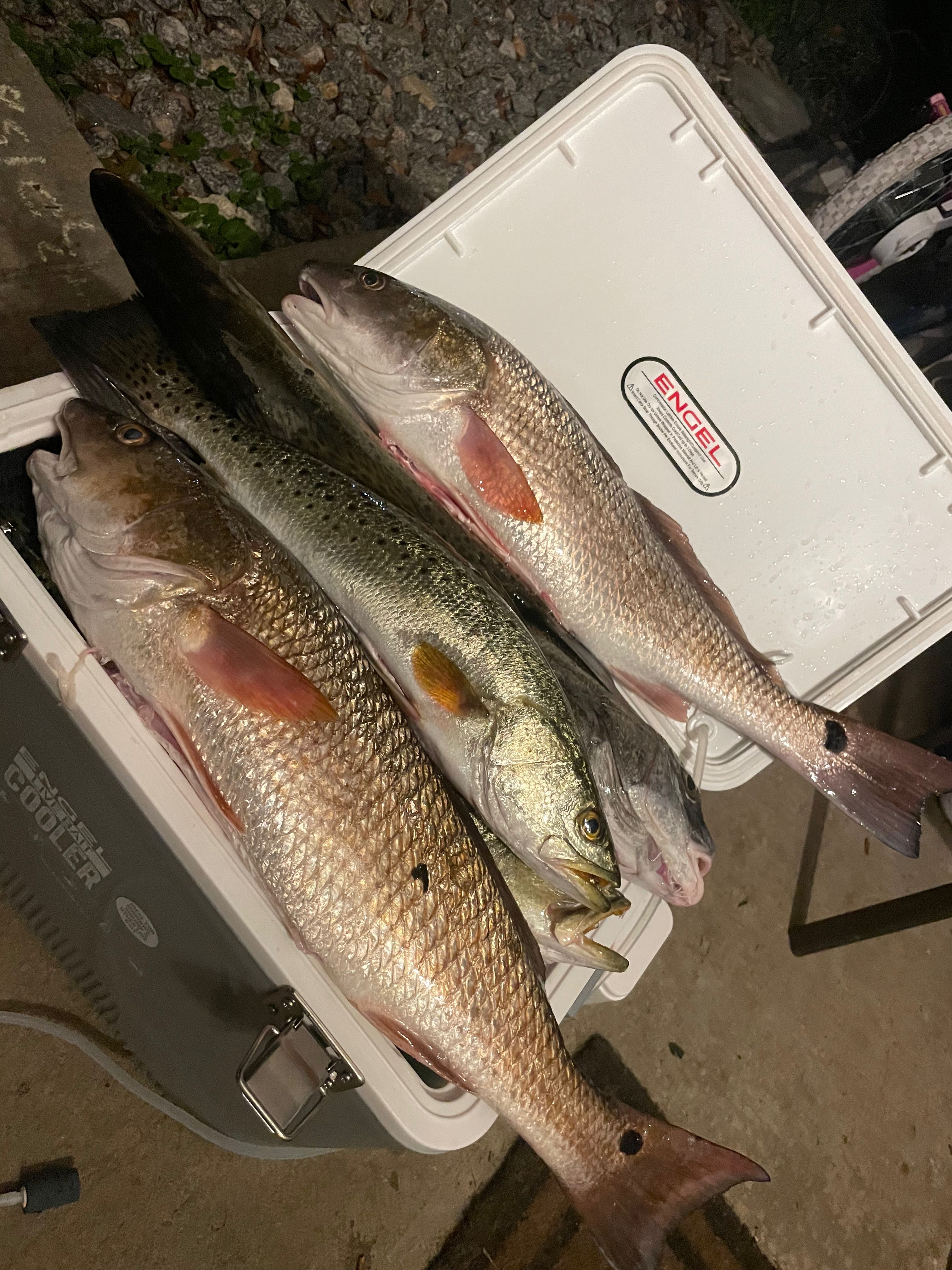 Fresh caught redfish displayed in white cooler after successful fishing trip in Tallahassee FL