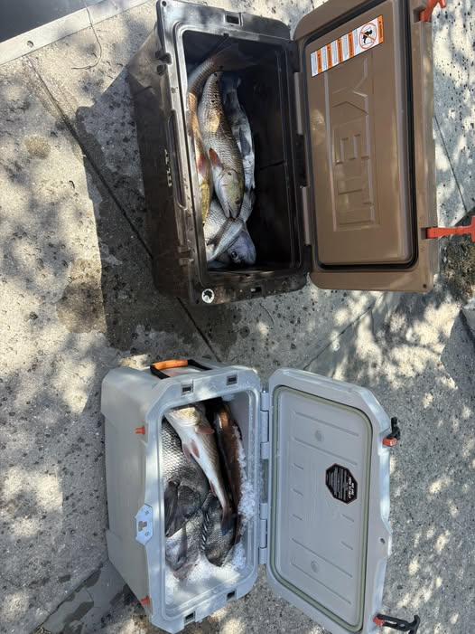 Two fishing coolers filled with fresh caught fish on concrete dock in St Marks FL