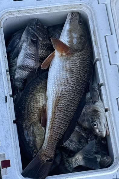 Fresh caught redfish in white cooler from St Marks FL fishing trip