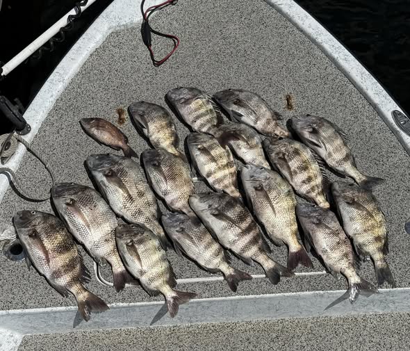 Fresh caught sheepshead and black drum fish displayed on boat deck in St Marks FL