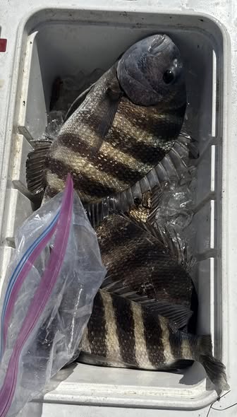 Fresh caught sheepshead fish in cooler from St Marks FL fishing trip