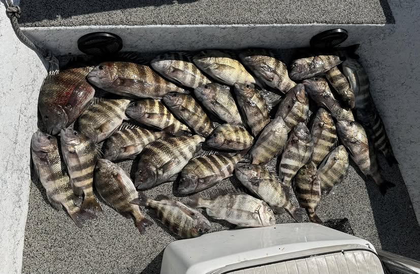 Fresh caught sheepshead fish in cooler from St Marks FL fishing trip
