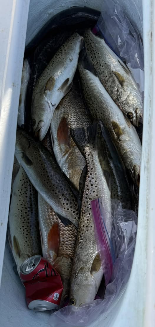 Fresh caught speckled trout in cooler from St Marks FL fishing trip