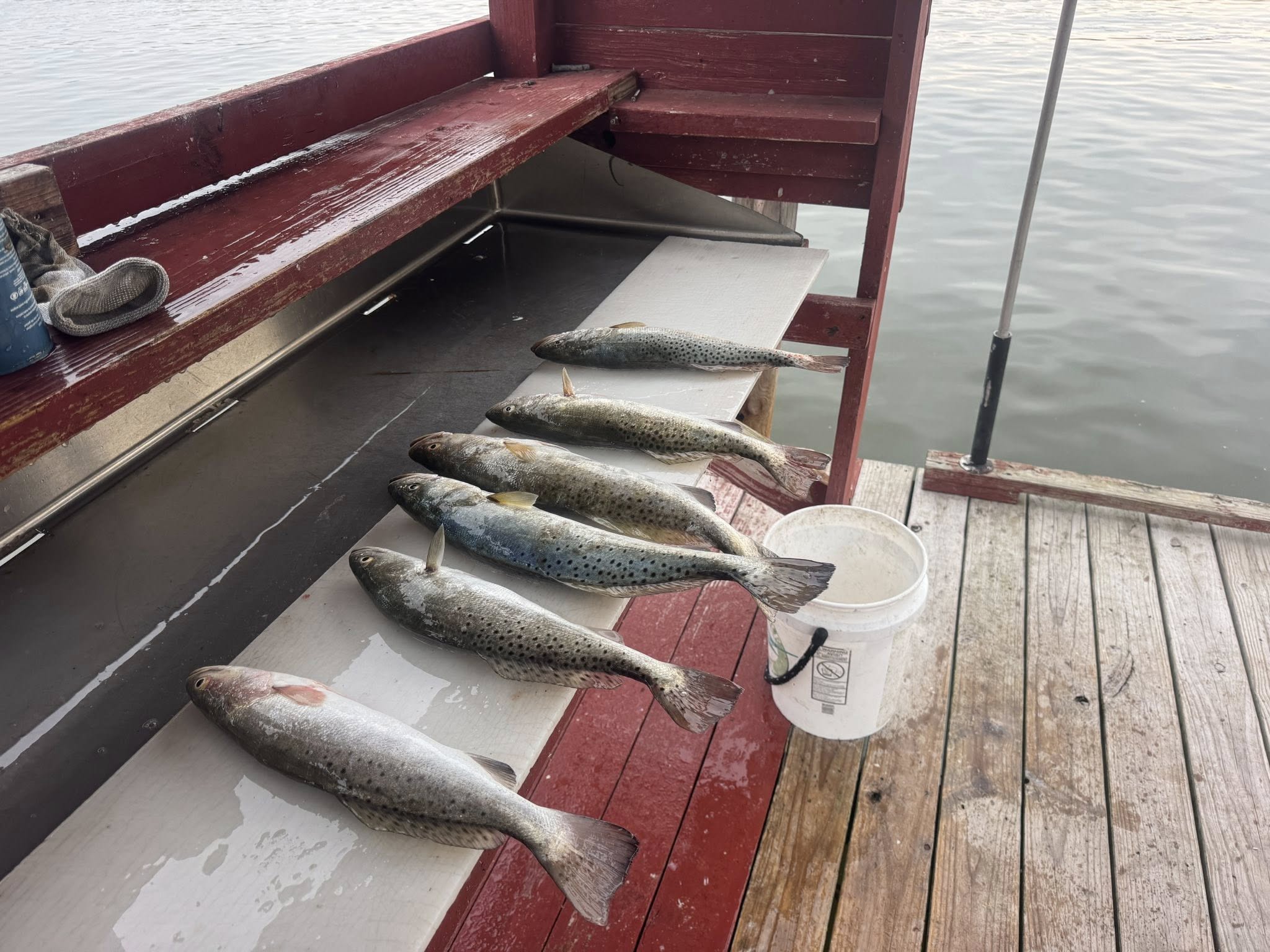 Five speckled trout laid out on fishing boat deck in Arroyo City TX