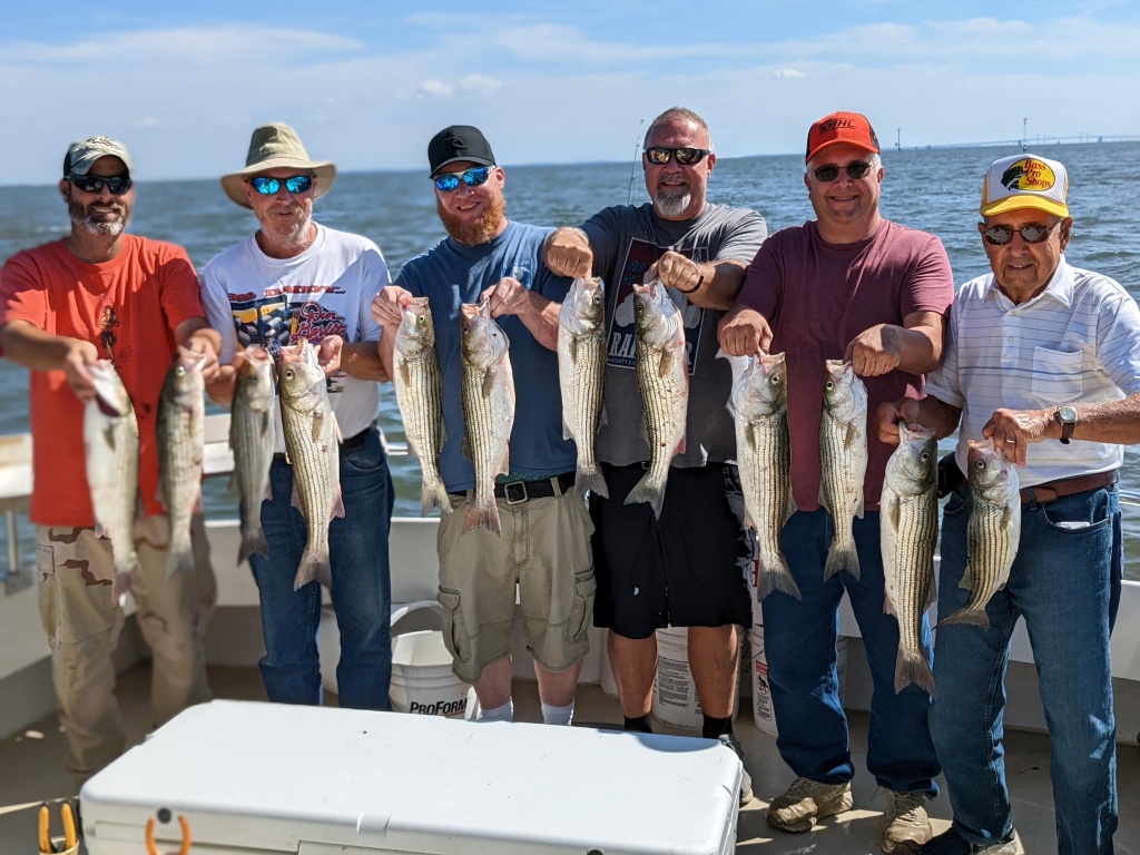12 striped bass and white bass caught in Havre De Grace