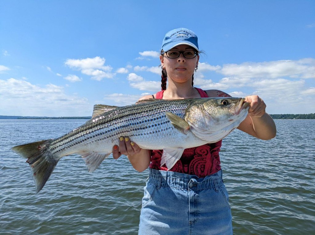 Striped bass caught in Havre De Grace, fishing