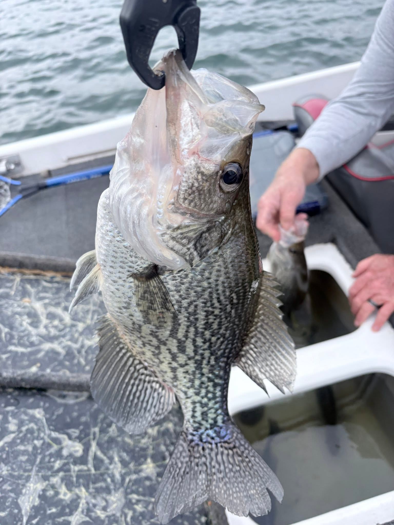 Large crappie fish being held over boat deck in Cumming GA fishing trip