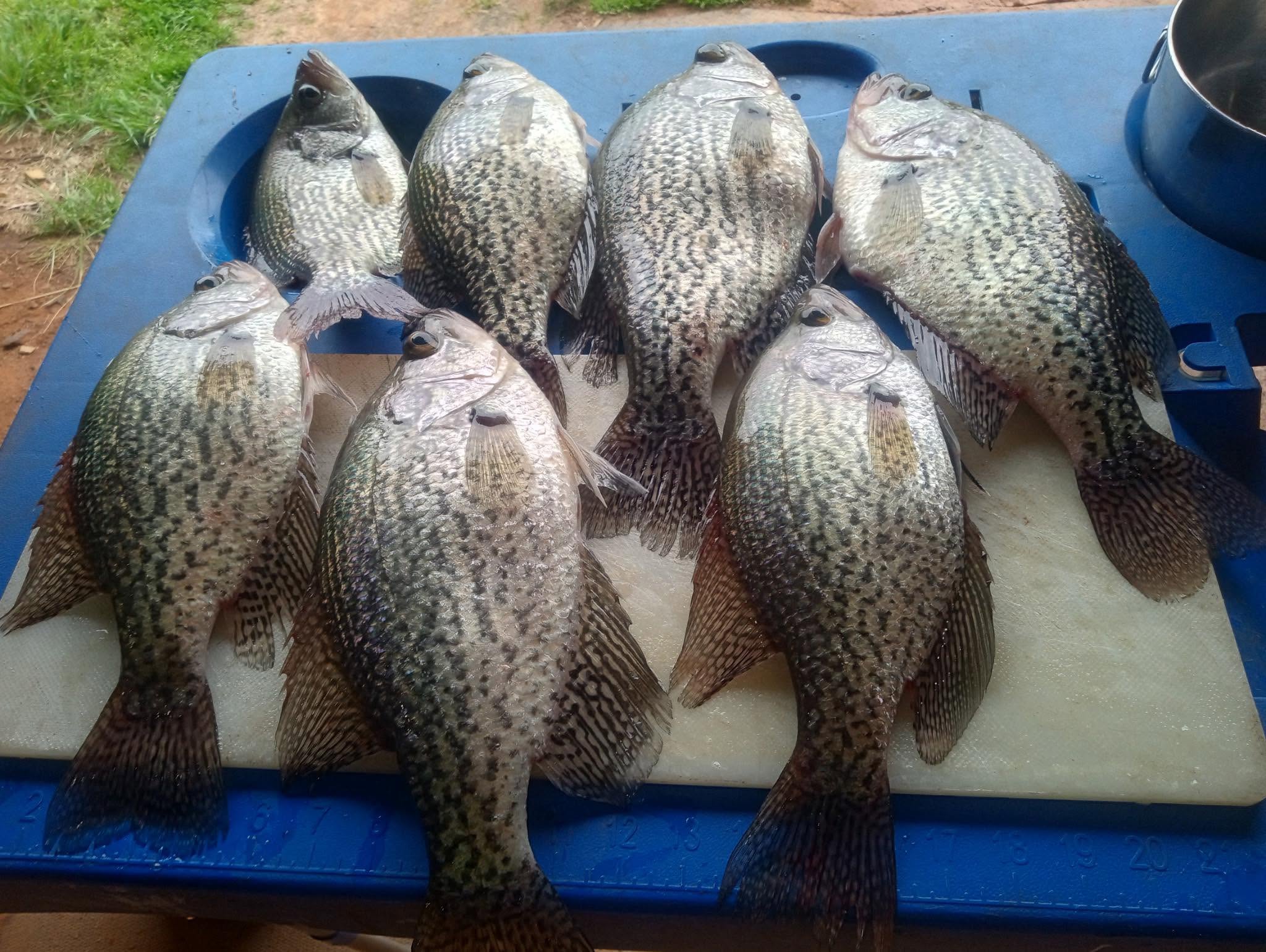 Seven fresh caught crappie fish displayed on blue cleaning table in Cumming GA
