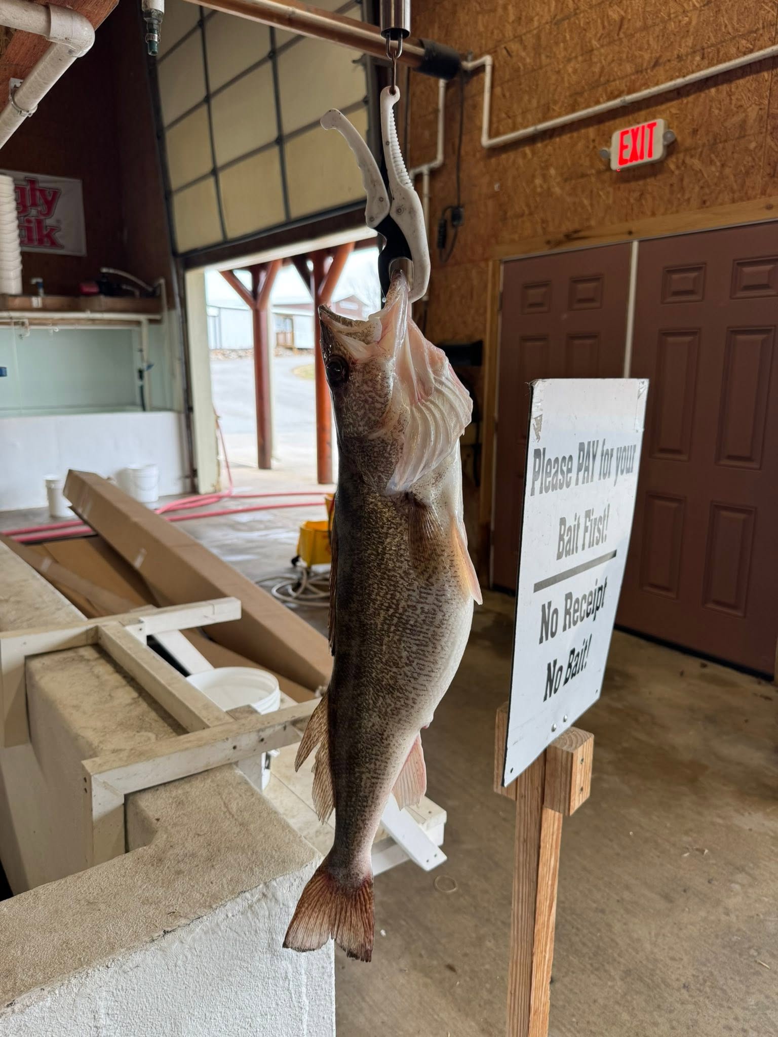 Large walleye fish hanging on scale at fish cleaning station in Cumming GA