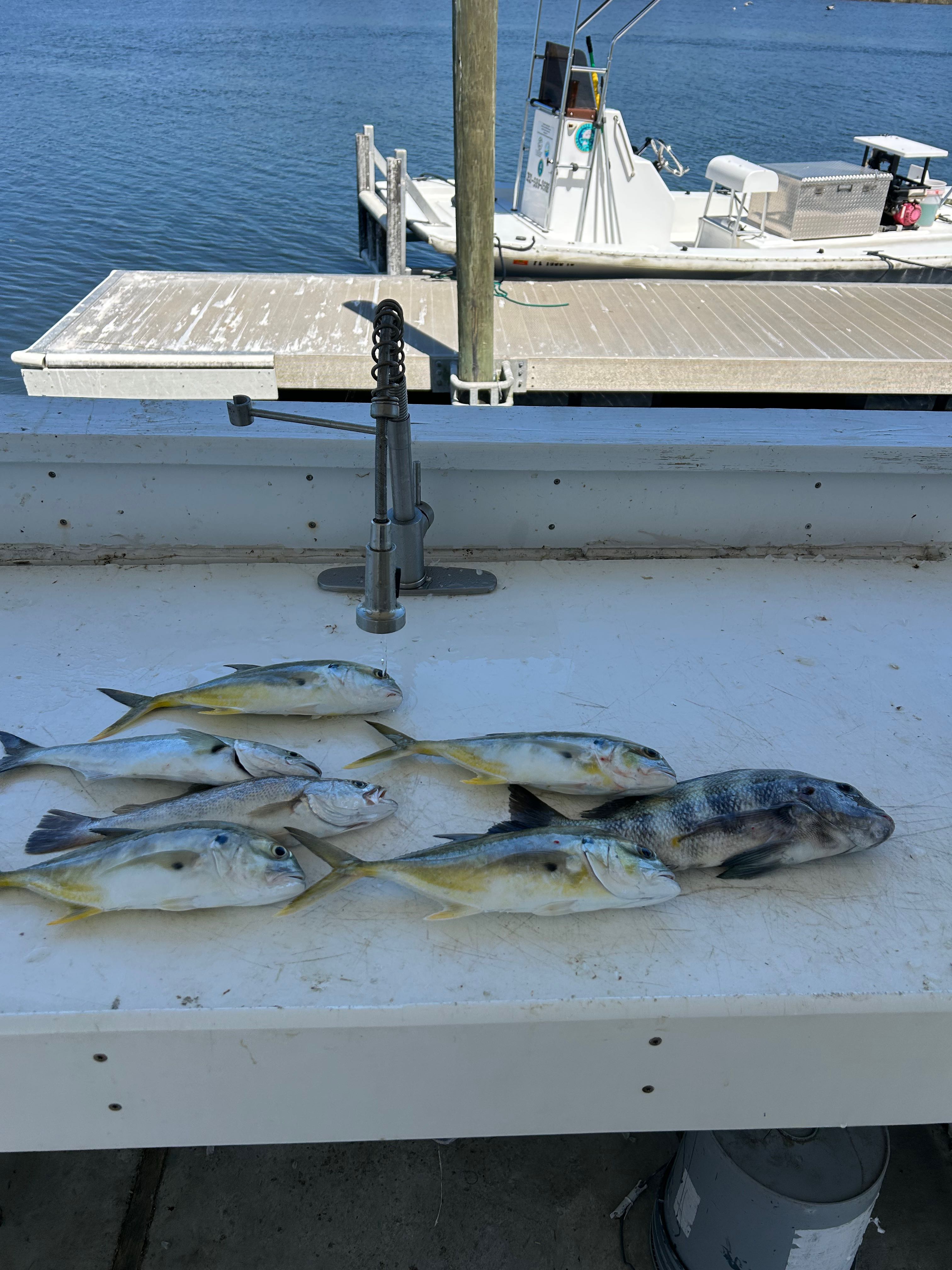 Fresh caught crevalle jack and sheepshead fish displayed on boat deck in Crystal River FL
