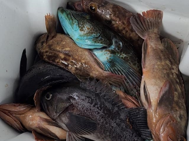 Three black rockfish in California waters