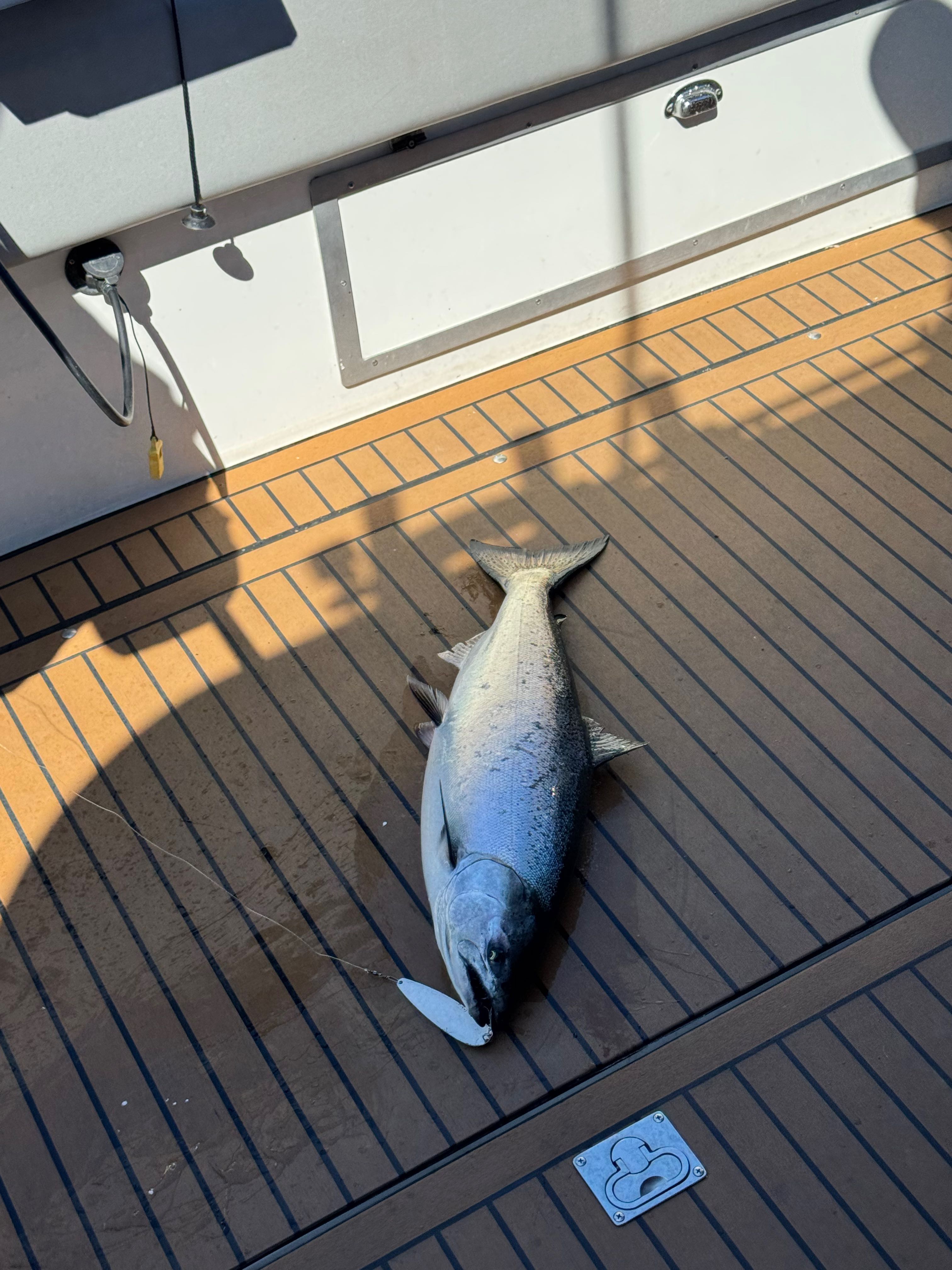 Fresh caught Chinook salmon lying on boat deck in Sodus Point NY