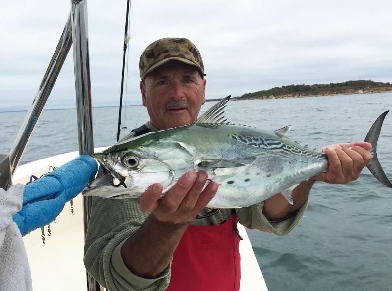 A single little tunny fish caught in CT