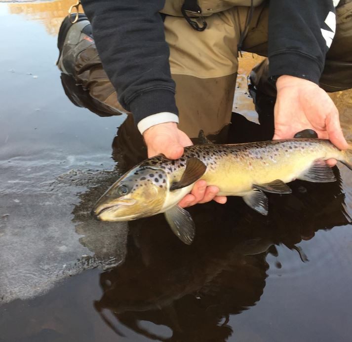 Spotted Weakfish caught in CT
