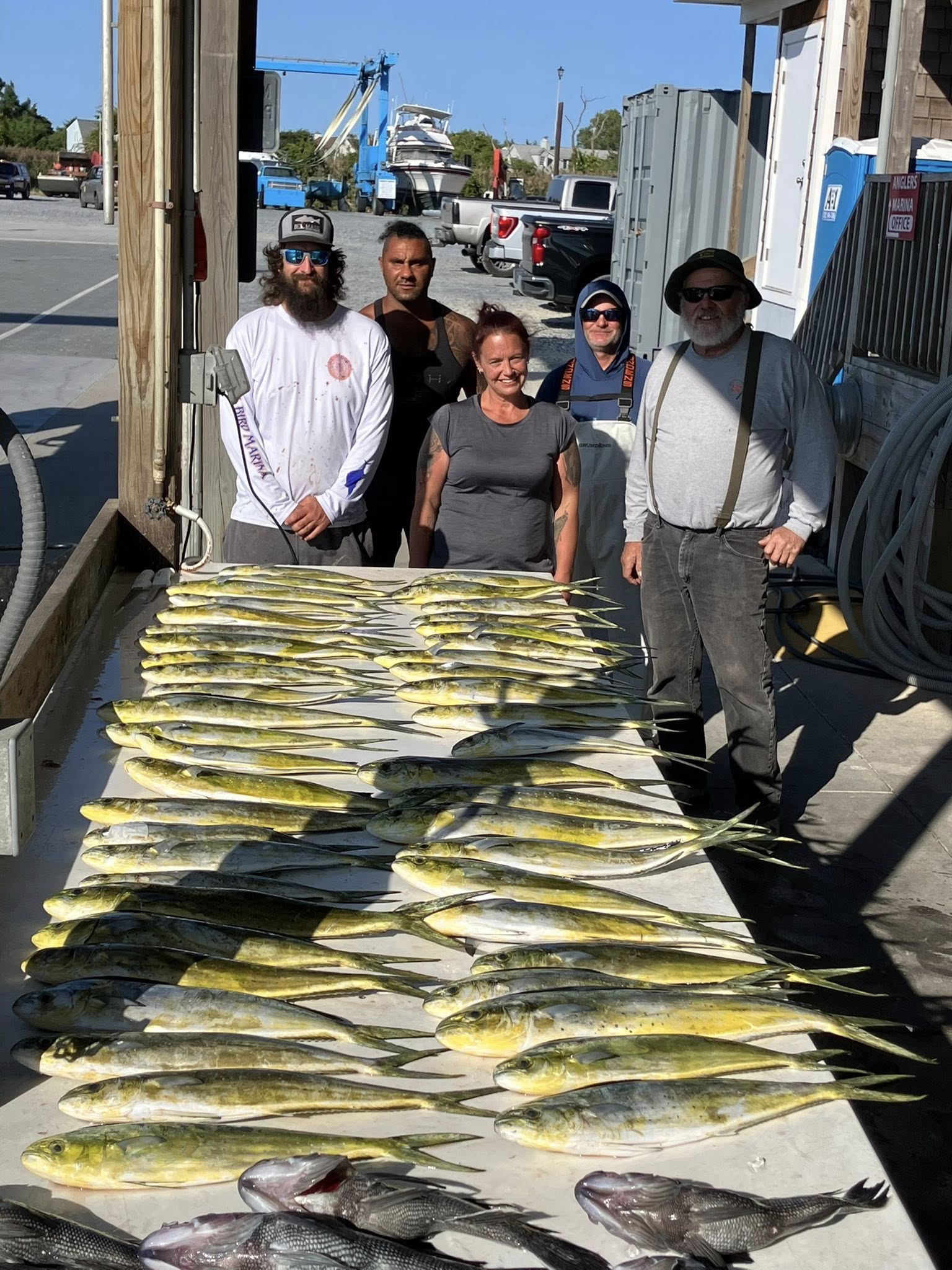 Large catch of mahi mahi and black sea bass displayed on fishing dock in Lewes Delaware