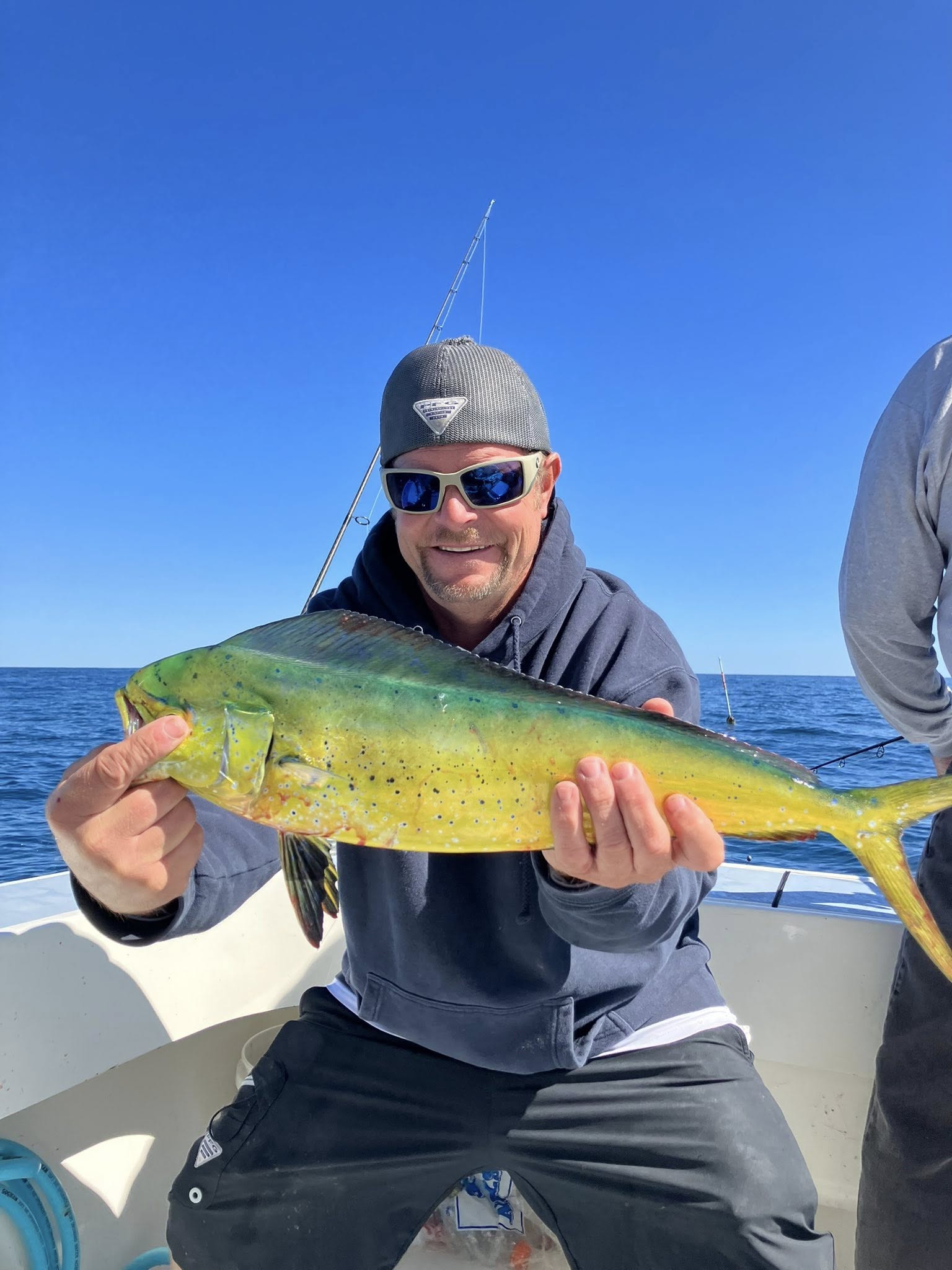 Freshly caught mahi mahi being held on fishing boat in Lewes Delaware waters