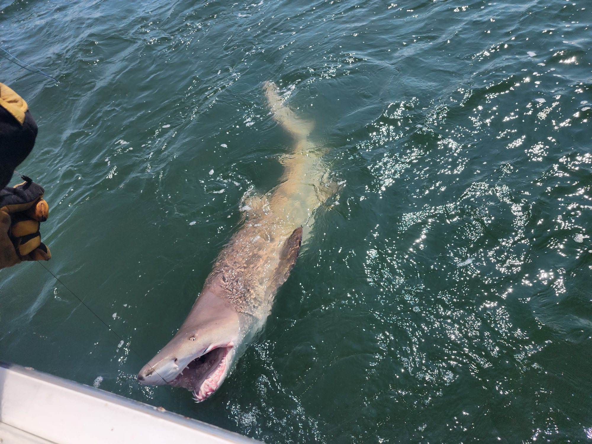 Large shark swimming at water surface near fishing boat in Lewes DE waters