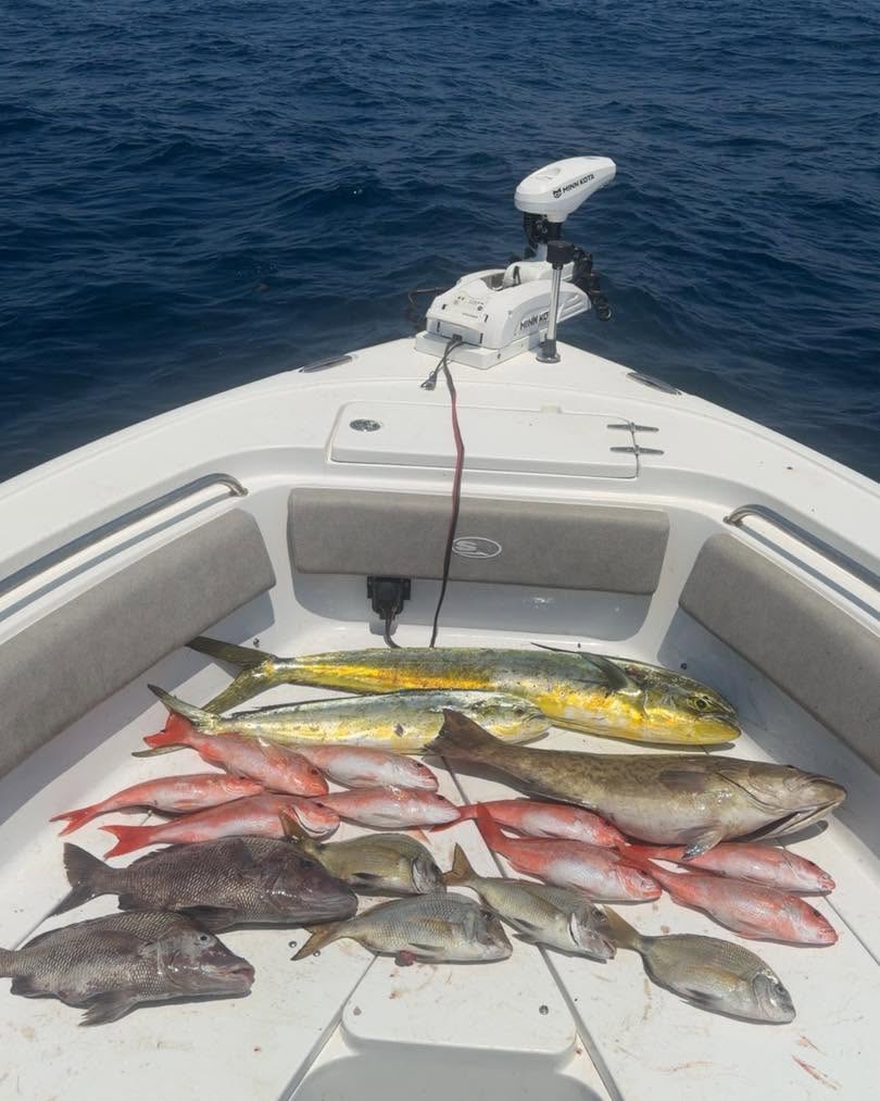 Mixed species fishing catch including mahi mahi and gag grouper displayed on boat deck in Mount Pleasant SC