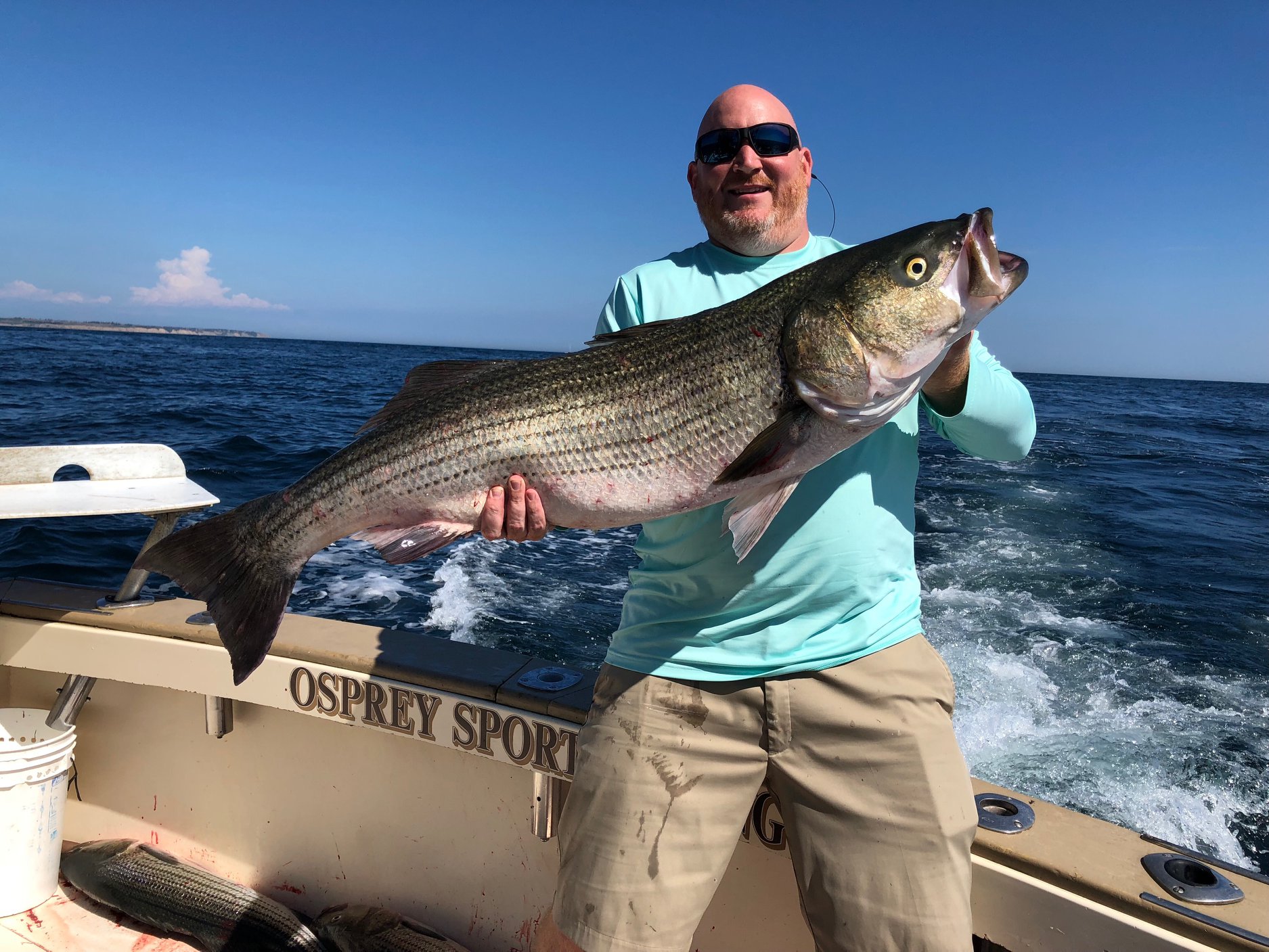 Striped bass caught in CT