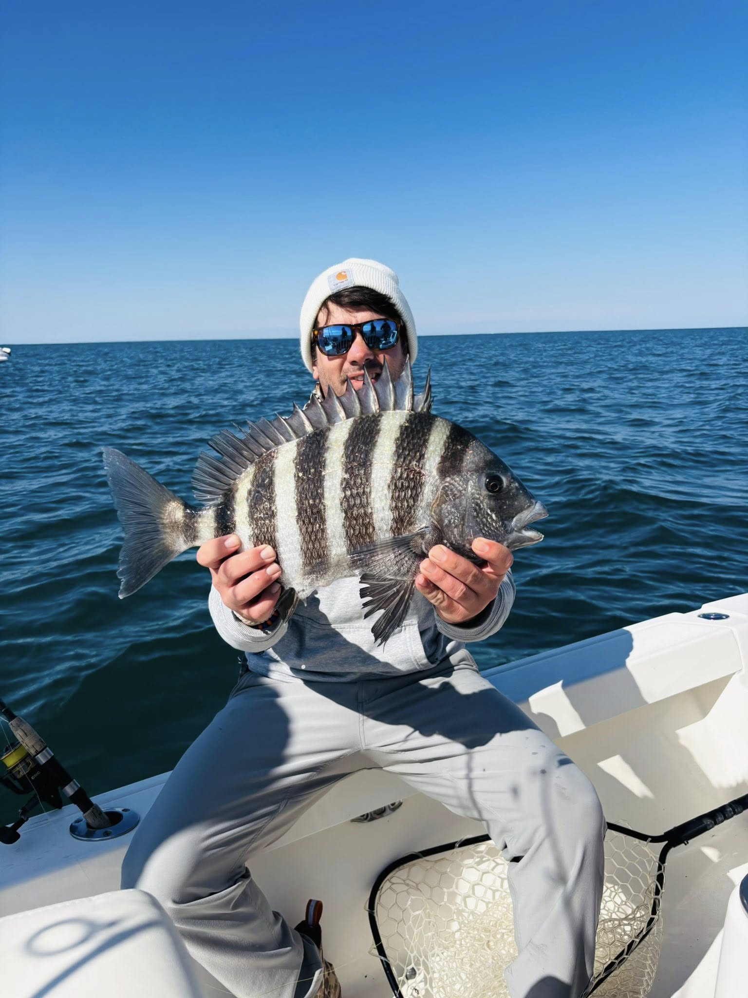 Freshly caught sheepshead with distinctive black and white stripes held on fishing boat in Brunswick GA waters