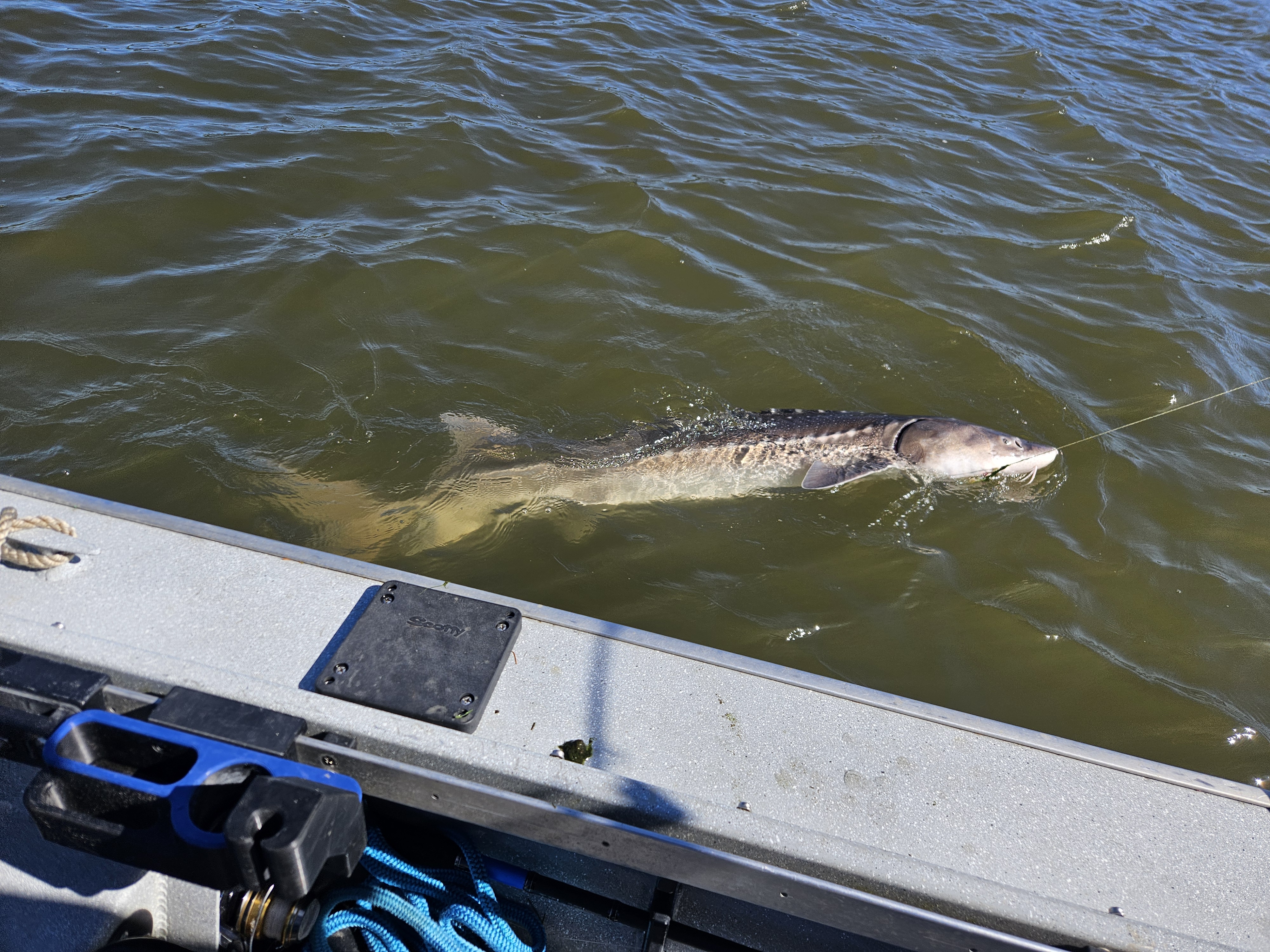 White sturgeon swimming alongside fishing boat in Astoria Oregon waters
