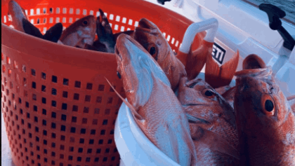 Two fish caught in SC