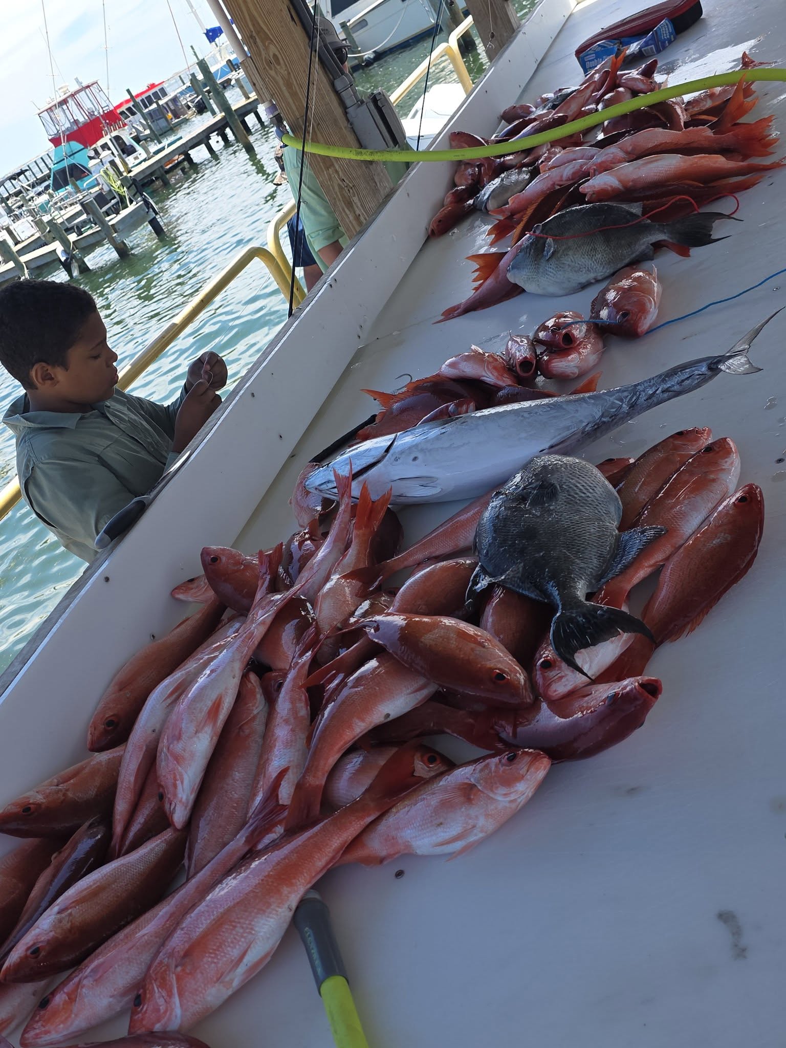 Fresh caught red snapper and other fish displayed on boat deck at Pensacola FL marina