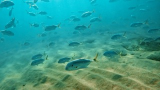 Private pole spearfishing guide with spear in Fort Lauderdale nearshore reef waters