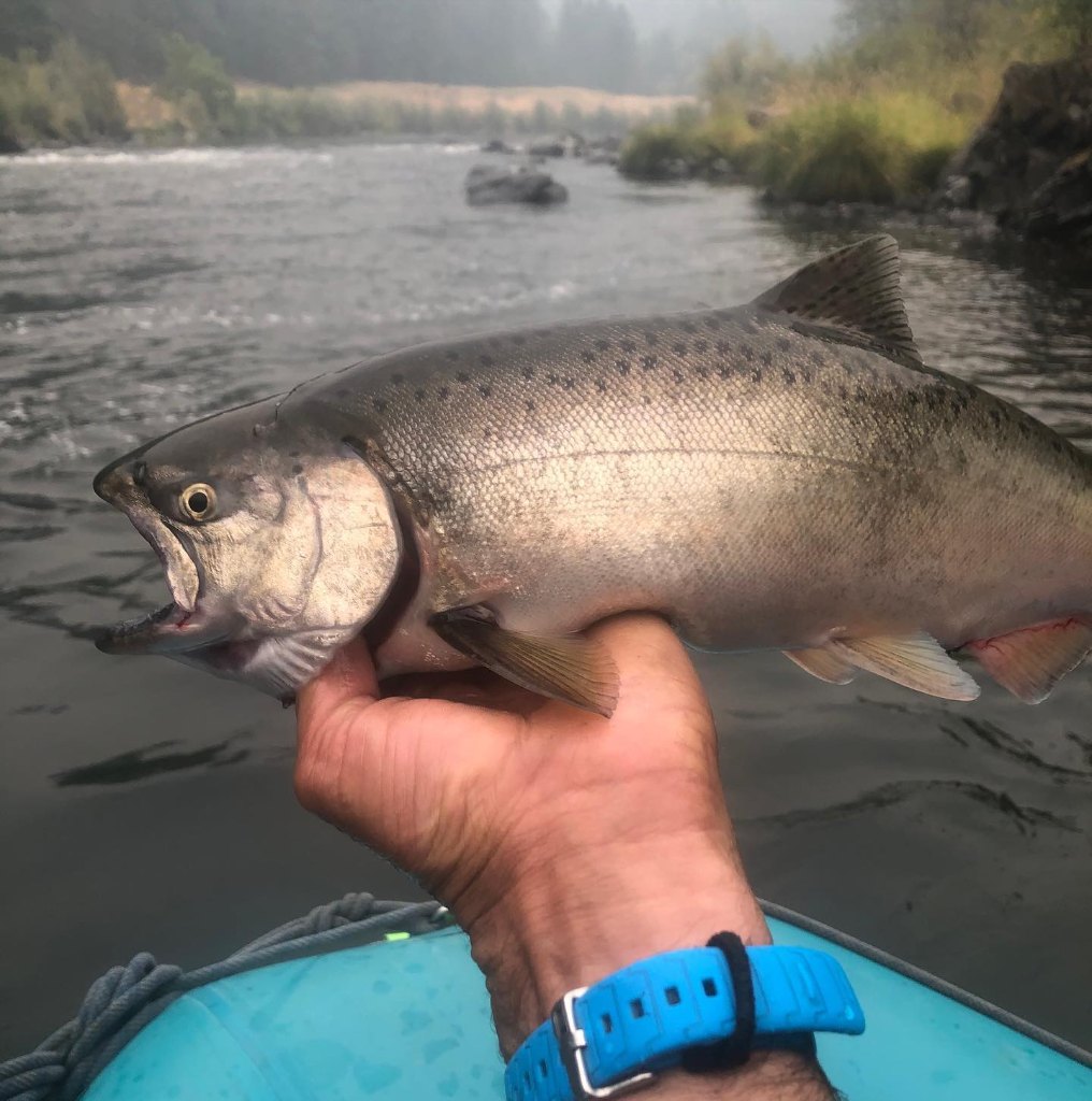Coho salmon caught while fishing in OR