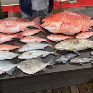 6 grey triggerfish caught while fishing in GA