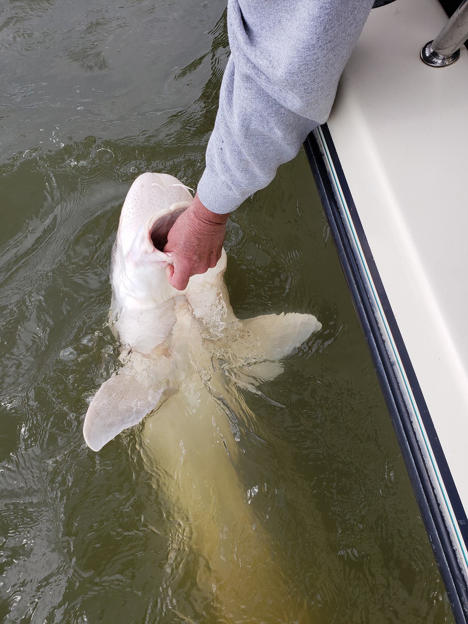 One fish caught at Bethel Island