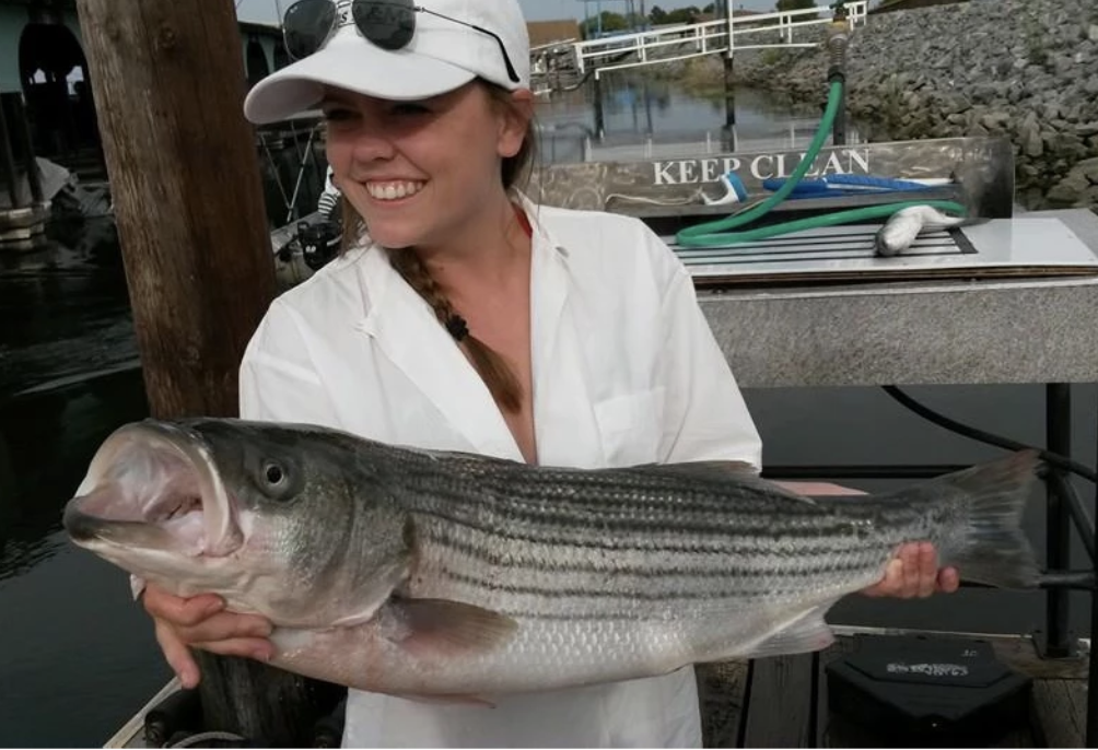 Striped bass caught in CA