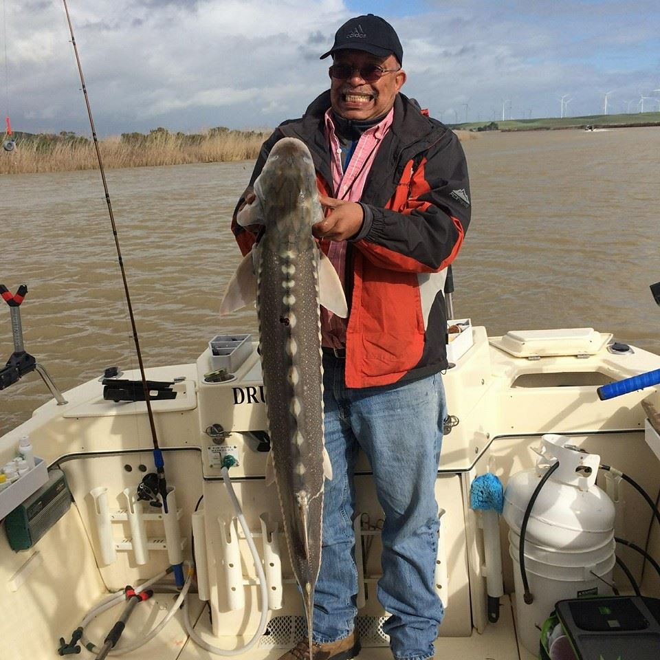 Photograph of a large white sturgeon fish caught in Bethel Island