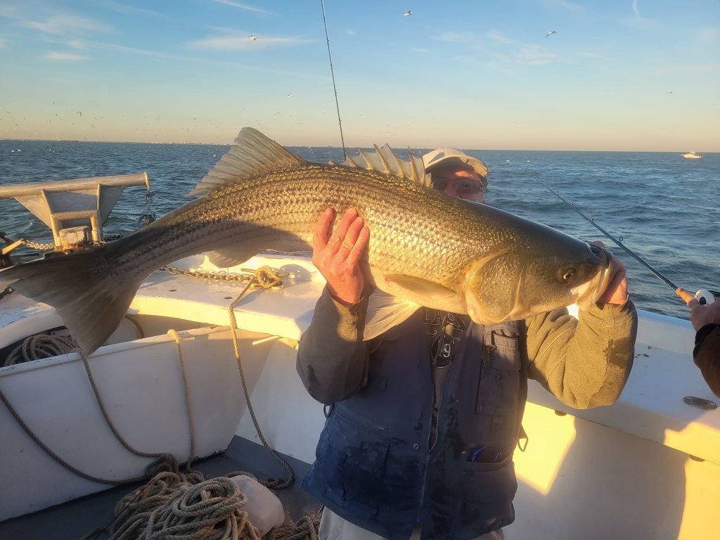 Striped bass caught in Wildwood