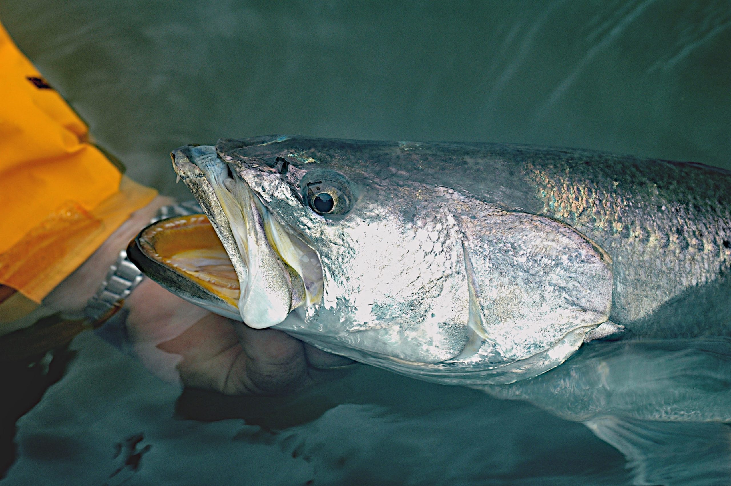 A muskellunge fish caught in FL