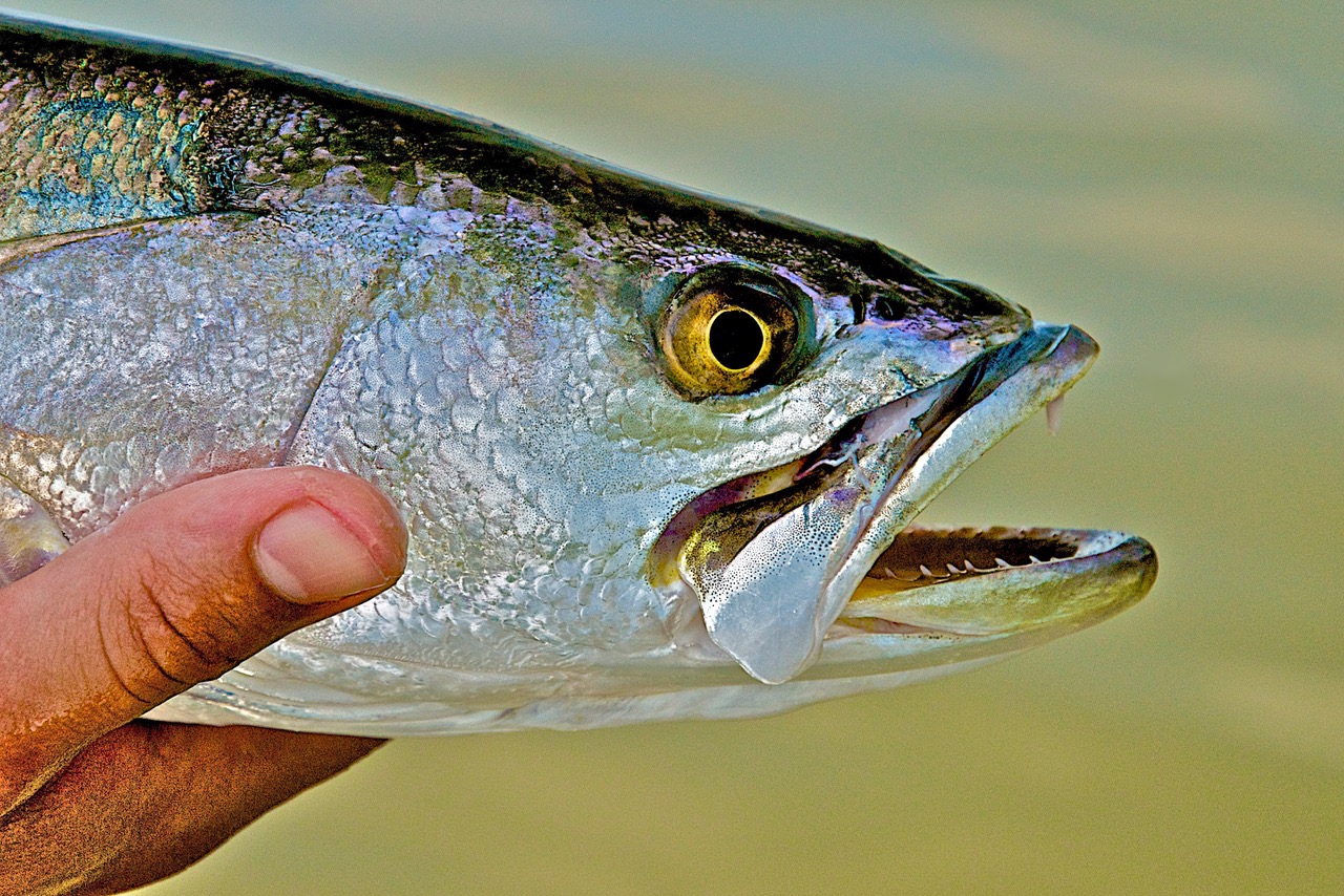 Satellite Beach fishing adventure