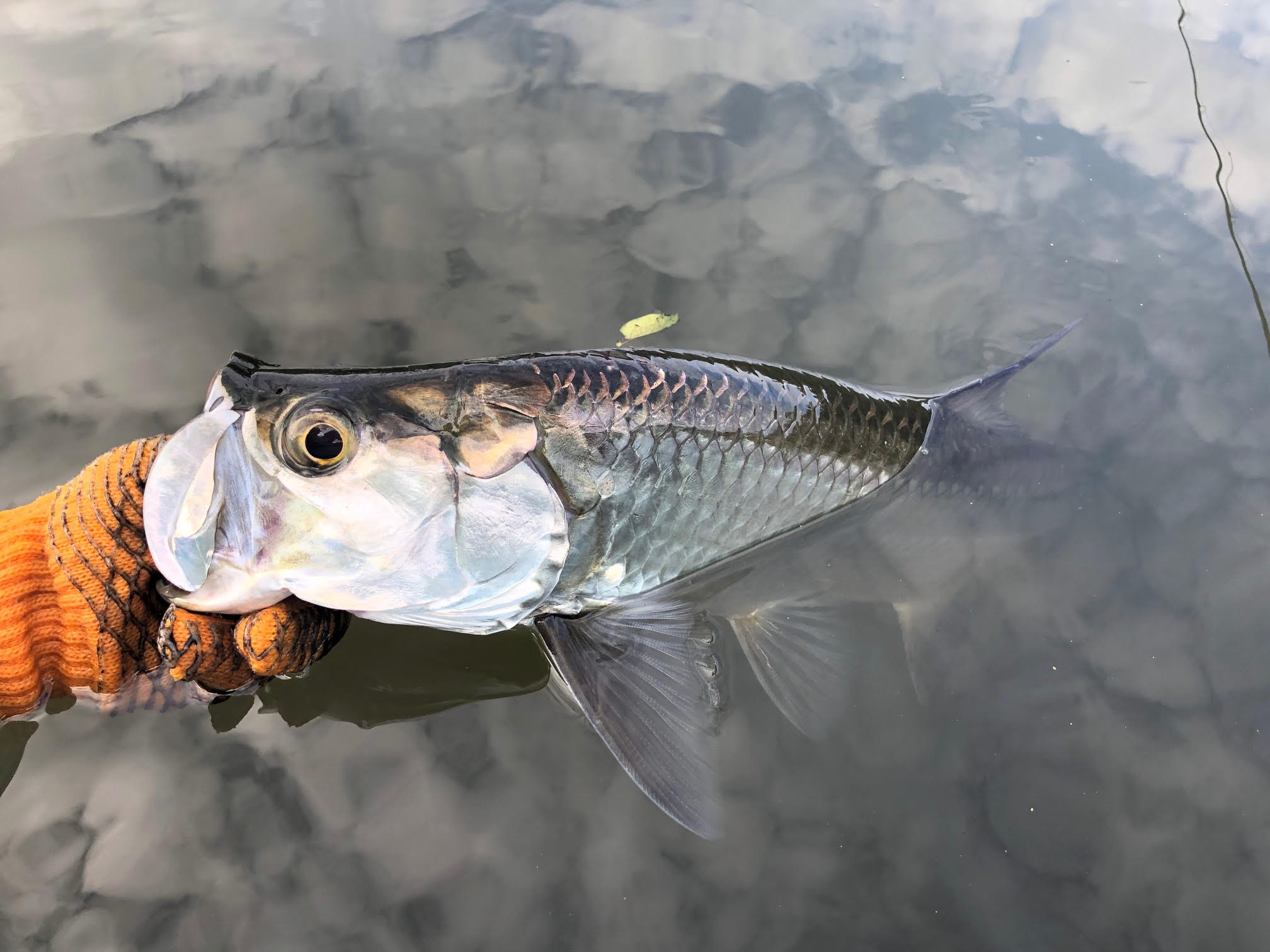 Tarpon fish in Satellite Beach
