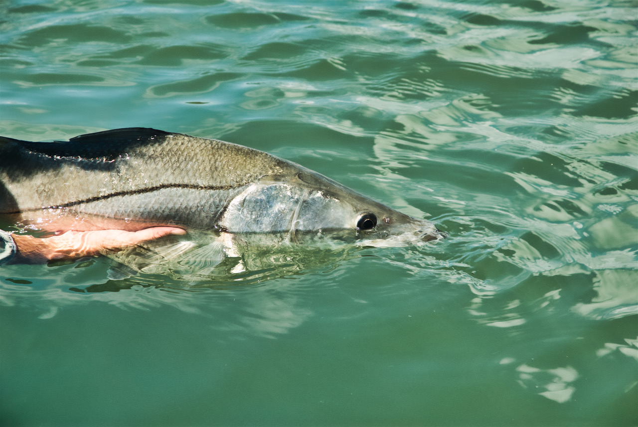 Snook fish caught in Satellite Beach