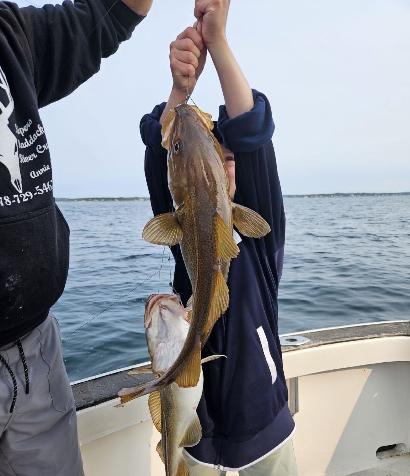 Atlantic cod caught while fishing in Gloucester MA waters
