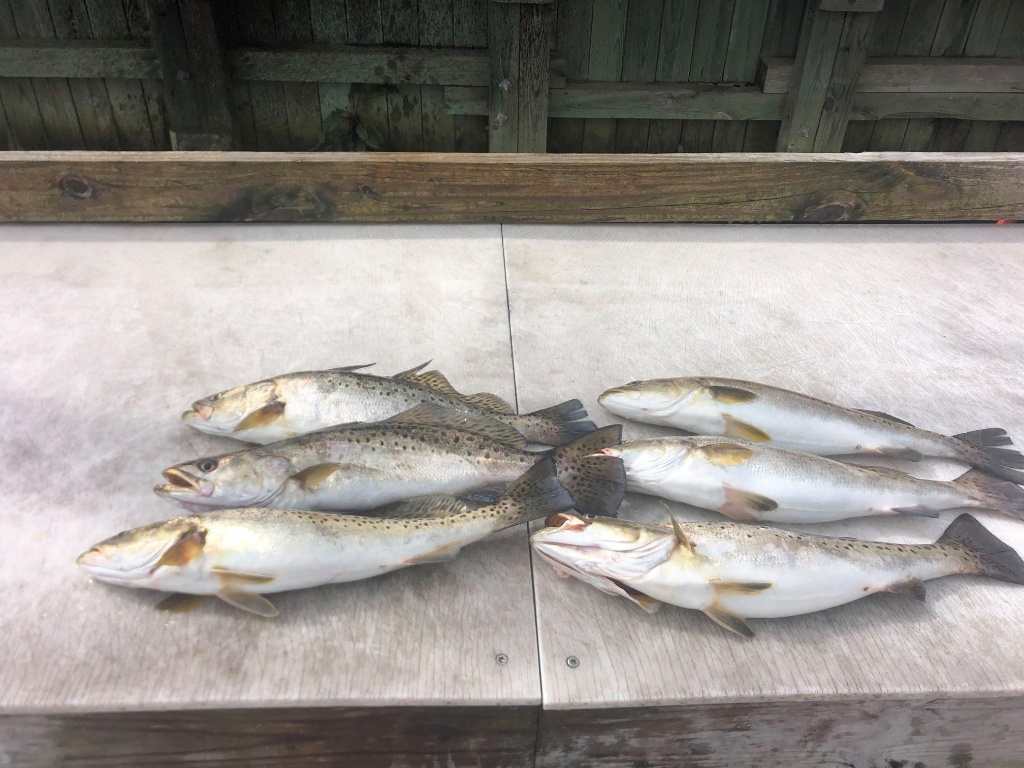 Four spotted weakfish caught in South Carolina