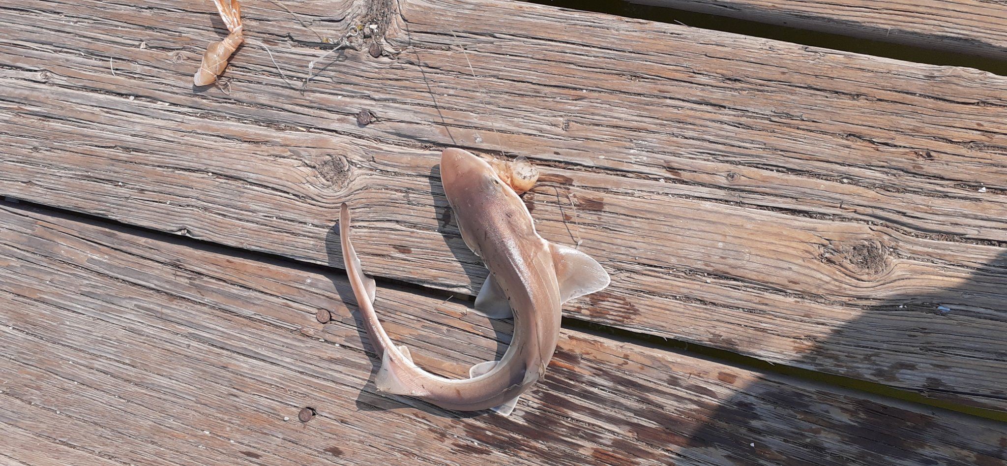 Photo of an Atlantic Sharpnose Shark caught while fishing in Oakland
