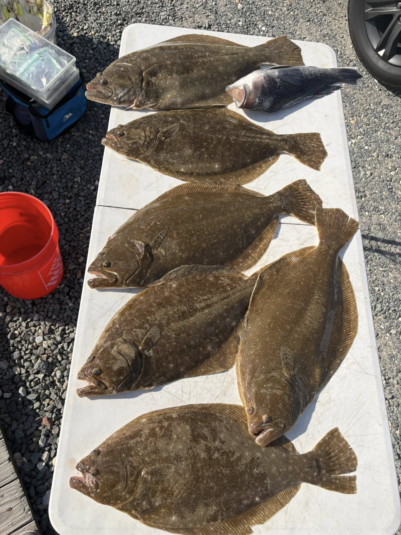 6 summer flounder caught while fishing in Barnegat